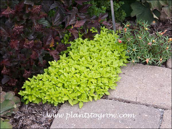 The nice bright yellow foliage of Veronica Trehane and the cascading branches of a Physocarpus (Ninebark) cultivar.